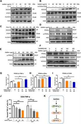 Astilbin Activates the Reactive Oxidative Species/PPARγ Pathway to Suppress Effector CD4+ T Cell Activities via Direct Binding With Cytochrome P450 1B1